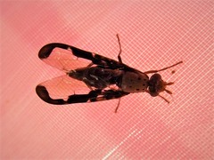 Diacrita costalis