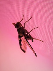 Diacrita costalis