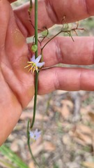 Dianella