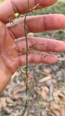 Dianella