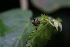 Pycnaxis