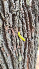 Lepidoptera