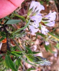 Psoralea lanceolata