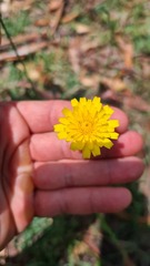 Hypochaeris