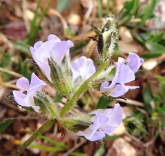Psoralea lanceolata