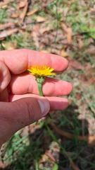 Hypochaeris
