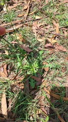 Hypochaeris