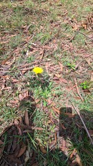 Hypochaeris