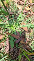 Hypochaeris
