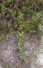 Arctotis angustifolia