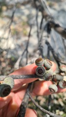 Eucalypteae