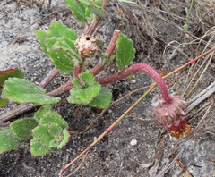 Arctotis angustifolia