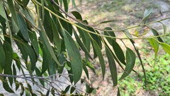 Eucalypteae