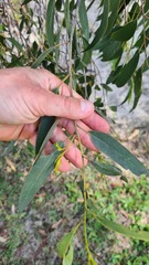Eucalypteae