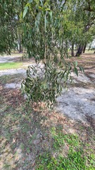 Eucalypteae