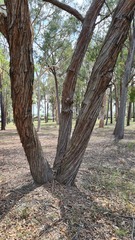Eucalypteae