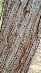 Eucalypteae