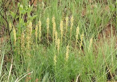 Hebenstretia integrifolia