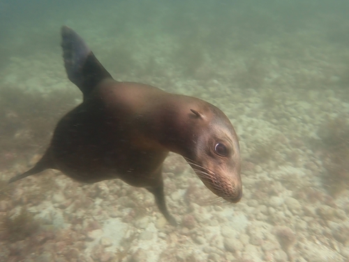 California Sea Lion, photo 7 of 8