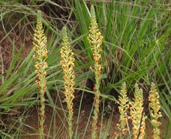 Hebenstretia integrifolia