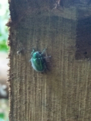 Trichochrysea