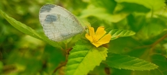 Leptosia nina