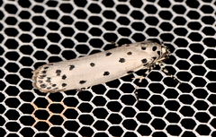 Ethmia praeclara