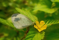 Leptosia nina