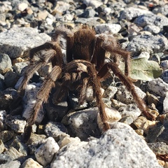 Aphonopelma johnnycashi