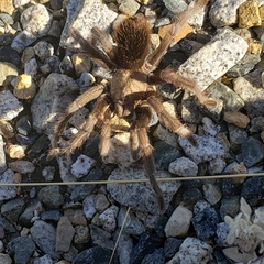Aphonopelma johnnycashi