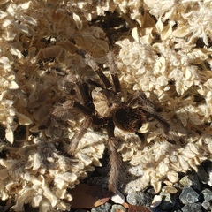 Aphonopelma johnnycashi