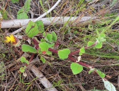 Arctotis angustifolia