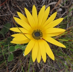 Arctotis angustifolia