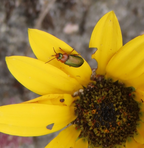 Photo of Smudge Leafbeetle (Palaeophylia borrei)