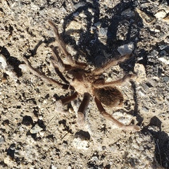 Aphonopelma johnnycashi