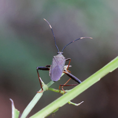 Notobitus meleagris