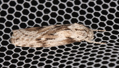 Cryptophasa phycidoides