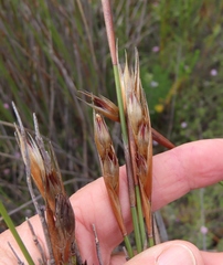 Hypodiscus argenteus