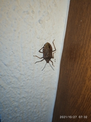 Apodiphus integriceps