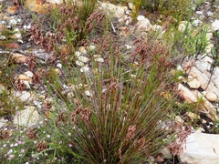 Thamnochortus fraternus