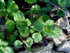 Teucrium pyrenaicum pyrenaicum