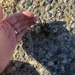 Aphonopelma johnnycashi