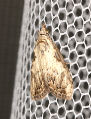 Nola pleurochorda