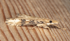 Udea itysalis