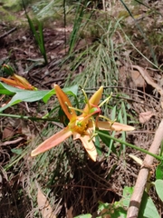 Passiflora herbertiana herbertiana