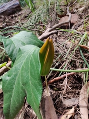 Passiflora herbertiana herbertiana