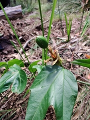 Passiflora herbertiana herbertiana