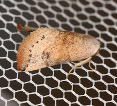 Mataeomera mesotaenia