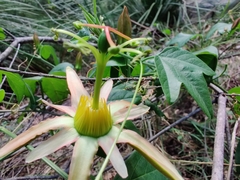 Passiflora herbertiana herbertiana