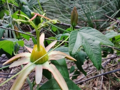 Passiflora herbertiana herbertiana